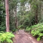 A dirt path leading into a forest with ferns and trees, ideal for nature lovers and hikers seeking a tranquil escape.